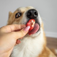 Przysmak dla psa i kota Lio PEPE strawberry truskawka 20 g