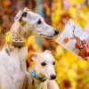 Przysmak dla psa i kota Lio PEPE deer jeleń 60 g