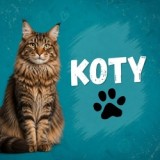 Koty