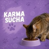 Karma sucha dla kota
